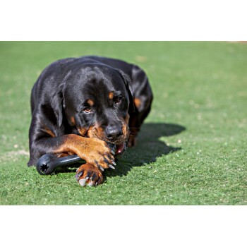 Rottweiler auf dem Gras, der an einem schwarzen Gummiknochen kaut; Vorderpfoten gekreuzt.