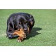 Rottweiler auf dem Gras, der an einem schwarzen Gummiknochen kaut; Vorderpfoten gekreuzt.