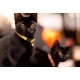 Nahaufnahme einer schwarzen Katze mit goldenen Augen, die ein gelbes Halsband mit Glocke trägt; eine zweite schwarze Katze unscharf im Hintergrund.