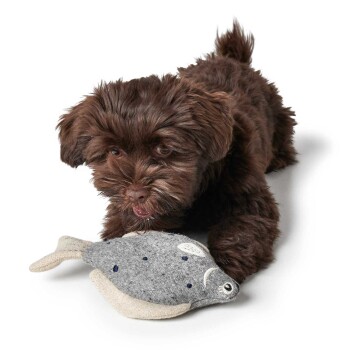 Ein verspielter brauner Welpe liegt auf einer weißen Oberfläche und kaut auf einem grauen fischförmigen Spielzeug mit blauen Punkten.