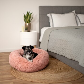 Ein schwarz-grauer Hund sitzt bequem in einem flauschigen rosa Haustierbett auf einem Holzboden, mit einem grauen Bett und Nachttisch im Hintergrund.