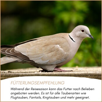 Seitenansicht einer Halsbandsperlings-Taube mit schwarzem Halsring, sitzt auf einer Oberfläche mit deutschem Fütterungsempfehlungstext darunter.