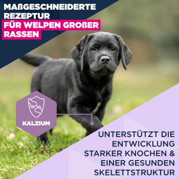 Chiot Labrador noir courant sur l'herbe, visage flouté ; texte en allemand : « Formule sur mesure », « Pour chiots de grandes races », « Calcium ».