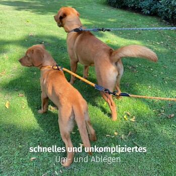 Zwei Golden Retriever auf grünem Gras, mit orangefarbenen und blauen Leinen zusammengeleint. Der Text darunter lautet "schnelles und unkompliziertes Um- und Ablegen."