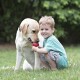 A young child sits on the grass, holding a red toy while interacting with a friendly yellow Labrador retriever.