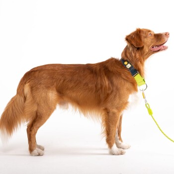 Ein Seitenprofil eines goldbraunen Hundes, der ein blaues Halsband mit gelben Akzenten und einer passenden Leine trägt, vor einem weißen Hintergrund.