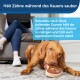 Hund mit einem Kauspielzeug auf einem Teppich, Text: "Hält Zähne während des Kauens sauber. Robustes, nach Steak duftendes Gummi."