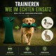 Golden Retriever sitzt auf Gras und hält im Freien ein türkisfarbenes Hundespielzeug im Maul.