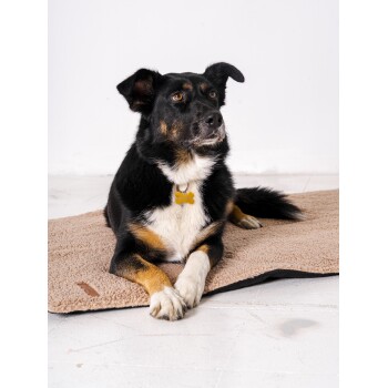 Ein schwarz-brauner Hund mit einem gelben knochenförmigen Halsband liegt auf einer beigen Tiermatte und schaut aufmerksam zur Seite.
