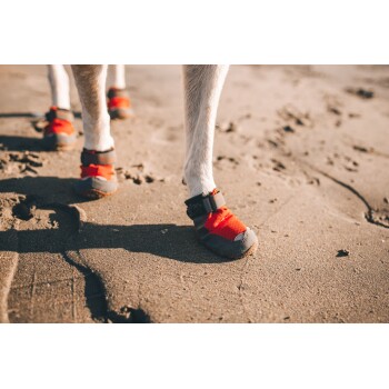 Nahaufnahme von Hundepfoten, die leuchtend rote und graue Schutzschuhe auf sandigem Boden tragen, die ihr Design und ihre Passform zeigen.