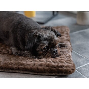 Ein kleiner, dunkelhaariger Hund ruht auf einem plüschigen braunen Haustierbett und schaut neugierig mit seinen großen Augen in die Kamera.