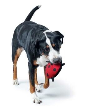 Ein schwarz-brauner Hund hält ein rotes Marienkäfer-Spielzeug im Mund und schaut verspielt in die Kamera vor einem weißen Hintergrund.