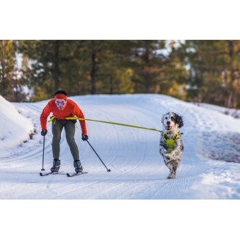 Eine Person in einer orangefarbenen Jacke fährt auf einem verschneiten Weg Ski und zieht fröhlich einen laufenden Hund in einem hellgelben Geschirr.
