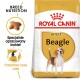 Beagle Adult 12 kg