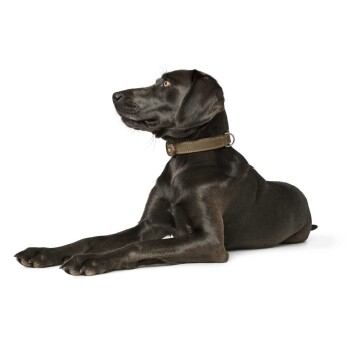 Ein schwarzer Hund liegt, trägt ein braunes Halsband und schaut zur Seite vor einem weißen Hintergrund.