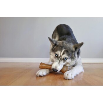 Ein grau-weißer Husky mit blauen Augen kaut auf einem braunen Kauspielzeug auf einem Holzboden, vor einer hellgrauen Wand.