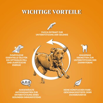 Illustration eines laufenden Hundes auf einem orangefarbenen Hintergrund, der die Vorteile von Haustierfutter hervorhebt: Gelenkunterstützung, Energie, Immunität und Zahnhygiene.