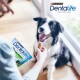 Eine Person bietet einem glücklichen schwarz-weißen Hund, der auf einem Holzboden sitzt, einen Zahnpflege-Kauartikel an, mit einem sichtbaren Purina Dentalife-Paket.