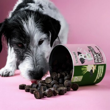 Ein schwarz-weißer Hund schnüffelt an verschütteten dunkelbraunen Haustierleckerlis aus einem grünen und rosa Behälter mit der Aufschrift "Dampfle Drops" auf einem rosa Hintergrund.