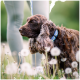 Ein brauner Hund mit lockigem Fell steht auf einem Feld voller Löwenzahn, mit einer Person in hellgrauen Leggings im Hintergrund.