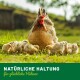 Eine Henne mit rotem Kamm steht auf einem grasbewachsenen Feld mit flauschigen gelben Küken. Der Text lautet: "NATÜRLICHE HALTUNG für glückliche Hühner."