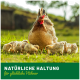 Eine Henne mit rotem Kamm steht auf einem grasbewachsenen Feld mit flauschigen gelben Küken. Der Text lautet: "NATÜRLICHE HALTUNG für glückliche Hühner."