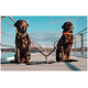 Zwei braune Labrador Retriever sitzen nebeneinander auf einem Steg und tragen gelbe und orange Halsbänder, mit einer doppelten Leine, die sie verbindet.