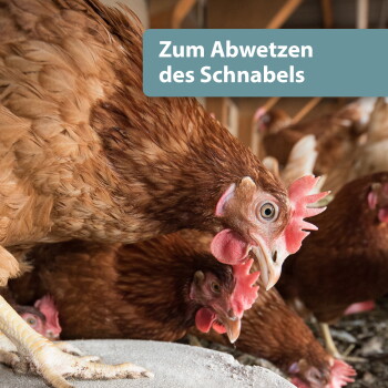 Nahaufnahme von braunen Hennen mit roten Kämmen, die in einem Stall picken; überlagernder Text: „Zum Abwetzen des Schnabels”