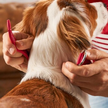 Eine Person hält sanft das Ohr eines Hundes, während sie ein rotes Halsband anbringt, und zeigt das braun-weiße Fell des Hundes.
