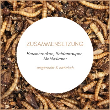 Getrocknete Mehlwürmer und Insekten mit einem weißen Kreis 'ZUSAMMENSETZUNG', der Heuschrecken, Seidenraupen und Mehlwürmer aufführt.