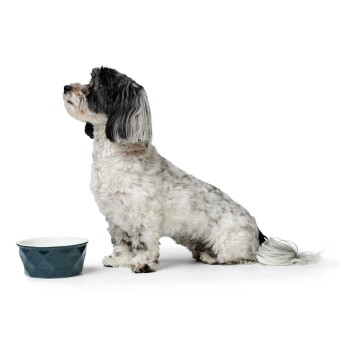 Ein kleiner, flauschiger Hund mit schwarz-weißen Fell sitzt neben einer blauen, diamantmusterigen Futterschüssel und schaut aufmerksam zur Seite.