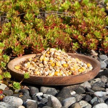 Eine Holzschüssel, gefüllt mit einer bunten Mischung aus Samen und Körnern, liegt auf einem Bett aus glatten Kieseln, umgeben von grünen und roten Sukkulenten.