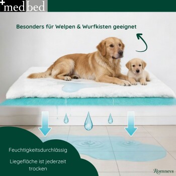 Golden Retriever Mutter liegt auf einer weißen Decke und säugt sechs Welpen in einer hölzernen Wurfkiste mit „Landy“ an der Wand eingraviert.