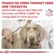 Ein Tierarzt untersucht einen grauen Hund mit einem Stethoskop, begleitet von einem Text, der rät, einen Tierarzt bezüglich Royal Canin Hundefutter zu konsultieren.