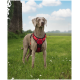 Ein grauer Hund mit einem roten Geschirr steht auf einer grasbewachsenen Fläche mit weißen Gänseblümchen, unter einem blauen Himmel mit fluffigen Wolken.
