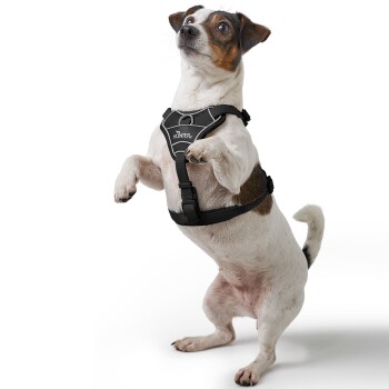 Ein kleiner Hund, der ein schwarzes Geschirr trägt, steht auf seinen Hinterbeinen und schaut neugierig in die Kamera. Das Geschirr trägt den Markennamen "HUNTER."