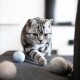 Eine fokussierte silberne Tabby-Katze mit auffälligen gelben Augen, die auf bunte Filzkugeln auf einem dunklen Sofa in einem hellen Raum zugeht.