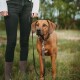 Brauner Hund mit Halsband und Leine steht neben einer Person in schwarzen Jeans und Stiefeln auf einer Wiese.