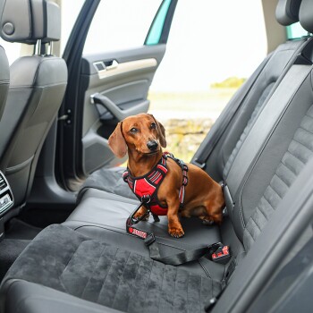 Autosicherheitsgurt für den Hund