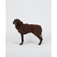 Brauner Hund in dunkelbraunem Sherpa-Fleece-Mantel mit Schnallenriemen, vor weißem Studiohintergrund.