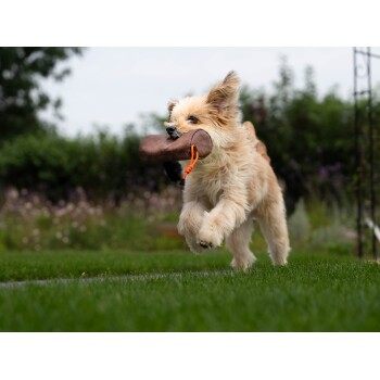Ein flauschiger Hund, der fröhlich über grünes Gras läuft, mit einem braunen Spielzeug im Mund, während Bäume und Blumen im Hintergrund verschwommen sind.