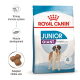 Royal Canin Junior Giant dog food bag with a St. Bernard, promoting strong immunity, muscle growth, and tailored kibble size.