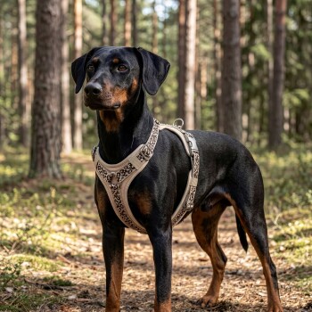 Schwarz-brauner Hund trägt ein beiges, gemustertes Geschirr und steht auf einem Waldweg zwischen Kiefern.