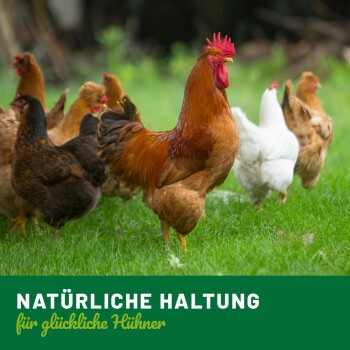 Freilaufende Hühner auf einer grasbewachsenen Fläche mit einem braunen Hahn vorne. Text: "NATÜRLICHE HALTUNG für glückliche Hühner."