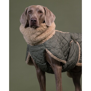 Weimaraner trägt olivgrünen Steppmantel mit cremefarbenem Sherpa-Kragen vor olivfarbenem Hintergrund.