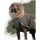 Weimaraner trägt olivgrünen Steppmantel mit cremefarbenem Sherpa-Kragen vor olivfarbenem Hintergrund.