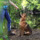 Eine Person in Jeans und Wanderschuhen hält eine Hundeleine und schaut auf einen braunen und schwarzen Hund, der aufmerksam in einem grünen Wald sitzt.