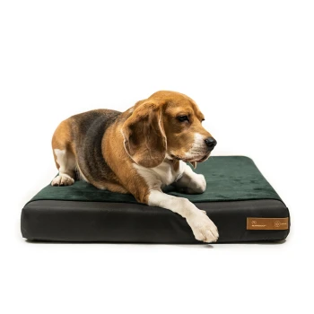 Ein Beagle liegt auf einem plüschigen grünen Hundebett mit schwarzem Boden und zeigt seine entspannte Haltung und aufmerksamen Ausdruck.