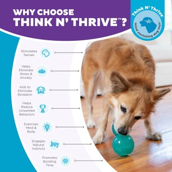Ein Hund spielt mit einem türkisfarbenen interaktiven Spielzeug, neben Text, der die Vorteile von "Think N' Thrive" hervorhebt, einschließlich Stressabbau und geistiger Stimulation.