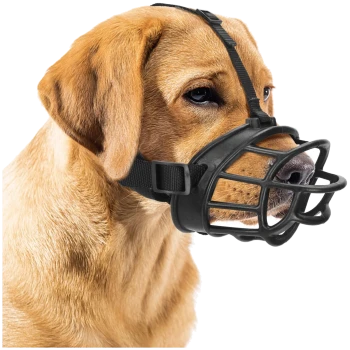 Eine Nahaufnahme eines goldenen Labradors mit einem schwarzen Maulkorb, der seinen sanften Ausdruck und das verstellbare Band auf seinem Kopf zeigt.